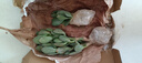 蝴蝶之舞 玉树盆栽老桩盆景大型多肉植物室内阳台办公桌红边大叶多肉植物 玉树3年苗（杆子1.5cm粗25cm高） 不含盆 实拍图