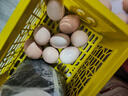 滇味十足 鸡蛋 新鲜农家林间散养土鸡蛋 月子蛋满月礼喜蛋农村笨鸡蛋 10枚装 实拍图