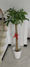 行湘独杆发财树大型绿植花卉室内办公室客厅商场盆景开业乔迁暖房 独杆发财树1.4-1.5米+椰砖+塑料白色螺纹盆 晒单实拍图