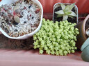 若绿 多肉植物 室内盆栽绿植花卉组合办公室多肉植物 万年草 实拍图
