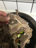 往来白丁内蒙古原切牛脊骨带肉新鲜牛骨头多肉牛骨髓牛脖骨牛蝎子牛肉生鲜 高品质内蒙牛脊骨4斤 实拍图