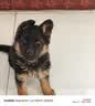 凯锐思 德牧狗粮大型犬粮专用幼犬成犬黑背警犬狼狗牧羊犬专用粮囤货装 【临期清仓】德牧羊奶味20斤 实拍图