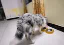 睿福祥土狗狗粮幼犬成犬通用型10斤装中华田园犬幼犬成犬通用型营养鲜粮 10斤装/冻干六拼（营养加倍） 0lb 实拍图