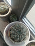 种花迷绯花玉仙人球盆栽四季开花好活净化空气吸甲醛桌摆办公室花卉绿植 玫红原盆原土 小球3-4厘米 实拍图