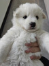 旺园兴中华田园犬家养幼犬土狗小狗混血狗大黄狗活体种狗崽 实拍图