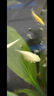 仟湖净水魔方鱼缸水族箱过滤材料净水宝活性炭细菌屋黄水克星吸附杂质 净水魔方（大号10*10*10cm） 实拍图