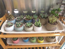 仟尚亿老庄陶瓷花盆高盆法师老桩肉肉创意复古个性室内粗陶多肉植物花盆 风车小镇组合6个 中等 实拍图