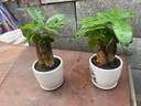 花友发财树盆栽办公室盆栽室内客厅桌面绿植小盆景发财树植物花卉 黑福瓷盆+三杆发财树 实拍图