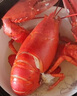 乐食港乐食港 波士顿龙虾鲜活波龙大龙虾加拿大进口 1.3-1.5斤/整只 实拍图