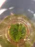 煜树小叶苦丁茶毛冬青茶嫩芽云南毛冬青毛冬青新货 小叶苦丁100g 实拍图