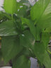 樱霞【顺丰上门】绿萝盆栽室内植物绿植水培长藤垂吊大叶绿箩阳台家用 18O#精品原盆自储水4盆/液4 实拍图