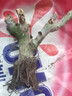 8年玫瑰老桩花苗玫瑰盆栽花卉观赏花植物阳台室内室外盆栽地栽花老桩蔷薇花多次开花 桔色  闪光【1号】5棵装 不含盆 实拍图