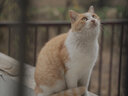 SAMYANG三阳森养AF 35mm F1.8 FE全画幅微单相机大光圈镜头对焦快速安静 官方标配 索尼E卡口+CPL套装 实拍图