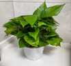 九千谷绿萝盆栽除甲醛绿植花卉鲜活植物盆景陶色绿叶盆12盆源头直发 实拍图