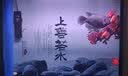 博特龙鱼灯 NEC进口鱼缸照明灯水族灯金龙红龙银龙诱色增色专用灯 【日本NEC】红灯-98cm/30W 实拍图