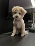 力狼狗粮 狼部落中小型犬通用型金毛泰迪哈士奇狗粮 小型犬 | 幼犬5kg 实拍图