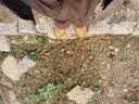 骆驼（CAMEL）[迪丽热巴同款]骆驼伞兵裤女户外工装休闲裤阔腿高腰弹力抽绳束脚 实拍图