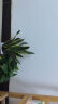 墨斗鱼绿萝大盆栽小绿植室内客厅桌面办公室除甲醛净化空气水培懒人植物 实拍图