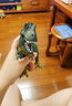思乐（Schleich S）仿真动物恐龙模型雷克斯暴龙霸王龙棘龙男女孩儿童玩具生日礼物 雌性霸王龙14587 实拍图