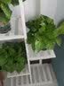 木马人 简易家用多层花架子阳台多肉花架客厅室内盆景架花盆架可置物 白色6层 实拍图