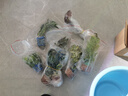云峰海瑞水草活体懒人草鱼缸造景活体水草套餐鱼缸水草有茎类中后景真水草 【好养易活】温蒂椒草净水石1份 实拍图