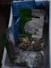 伊聚德宁夏盐池滩羊肉生鲜肚包肉新鲜熟羊杂羊毛肚羊肚整块羊肝食材清真 盐池滩羊 熟羊杂4斤 实拍图