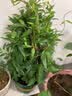 法国香水茉莉花苗冬季带花苞长青绿植花卉盆栽 黄茉莉爬藤植物耐寒花卉 法国香水中苗不含盆 含盆 实拍图