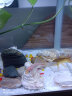 佳璐（jialu）超白浮法水草鱼缸免换水族箱懒人生态鱼缸小型水族箱超白玻璃 38cm长 水草超白缸 灯 过滤器（含底沙） 实拍图