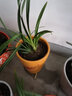 劉閣蘭花兰花苗 新品经典色花荷瓣 江山 冬带花苞出售阳台好养花卉盆栽 江山美人2苗连体，带花肥 实拍图