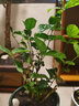 绿之妙圆叶正宗虎头茉莉花盆栽室内浓香花卉重瓣老桩带花苞四季开花植物 实拍图