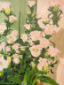 铂呐苓数字油画diy填充手绘画儿童节生日填色手工油彩画装饰画春节礼物 数字油画【风铃花】 40*50cm 实拍图
