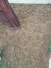 蓝蝶鼠尾草 蓝色 花卉种子 家庭阳台/办公室盆栽 花海播种 蓝花鼠尾草种子一播大地 蓝花鼠尾草种子250克 晒单实拍图