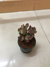 两腿跑【送货上门】三八节多肉植物带盆桌面盆栽组合绿植花卉幼儿园盆栽 6格花架（不含盆） 实拍图