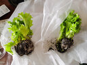 寿禾 生菜种子四季播紫色夏秋蔬菜莱种紫叶家庭种寿光菜籽叶菜种籽 绿罗莎生菜种子10g 实拍图