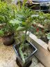 生长魔励植物爬藤花架阳台花盆攀爬支柱花卉固定支撑防倒蟹爪兰铁线莲支架 4圆环支柱-120cm（2个起发货） 实拍图