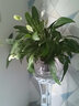 水培植物玻璃瓶透明玻璃花瓶容器绿萝花盆圆球形鱼缸水养大号器皿 25圆球花瓶-土培 实拍图