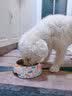 柒哦狗碗狗盆防打翻不锈钢猫碗食盆喂食喝水宠物狗粮猫粮猫咪饭盆 双层多彩骨头-打翻可退 S（适合5斤内猫狗 ） 实拍图