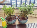 绿有意正宗清香胡椒木盆栽花卉室内外驱蚊草植物树苗老桩盆景九里香绿植 【驱蚊套餐】6年胡椒木+6年九里 含盆 实拍图