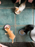 皇家猫粮 BK34猫奶糕全价粮1-4月龄K36幼猫猫粮怀孕及哺乳期母猫 BK34猫奶糕（1-4月龄）2kg 实拍图