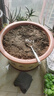 斗途园艺 紫砂花盆 红陶土梅花盆 兰花盆 盆景花盆  粗陶瓷花盆 带托盘 口径57(带托盘) 大 实拍图