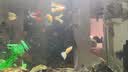 疯狂水草孔雀鱼活体水族宠物观赏鱼冷水耐活小型热带鱼淡水鱼苗 红扇孔雀鱼【共6条】 实拍图