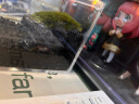 丘辰无蟹可击苔藓微景观生态瓶办公室内桌面小盆栽绿植DIY螃蟹缸礼物 无蟹可击（螃蟹缸） 晒单实拍图