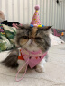 萌嘟星宠 狗狗猫咪派对生日帽宠物围兜帽子气球可爱装扮装饰套餐 粉色款 晒单实拍图