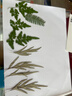 卫辞树叶标本贴画植物标本幼儿园手工贴画儿童diy干树落叶手工材料包 金鱼觅食 儿童diy手工贴画 实拍图