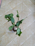 百芳缘三角梅树苗花卉四季开花重瓣绿化攀缘植物盆景精品盆栽地栽叶子花 五彩 5年苗可以当年开花 实拍图