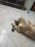 洛瑞夫宠物狗狗玩具发声柯基狗训练毛绒棉绳小型犬大型犬玩具磨牙玩具球 趴姿狼发声玩具 实拍图