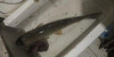 AFW鱼钩日本鬼牙伊势尼豆有倒刺鲫鲤鱼钓钩钓鱼钩垂钓钩渔具用品 鬼牙伊势尼13号（32枚） 实拍图