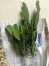 旭力蟹爪兰大苗带根发货盆栽蟹爪兰花苗 蟹爪兰盆景蟹爪花兰当年开花 红太阳 实拍图