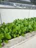 种菜记春季蔬菜种子大全快菜生菜鸡毛菜种籽四季南方小青菜阳台蔬菜孑 奶白菜种子10克 实拍图