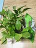 浩胜 营养土大包肥料通用型植物种菜土泥土种花土泥土泥炭土泥土花  陶粒 3.5L 实拍图